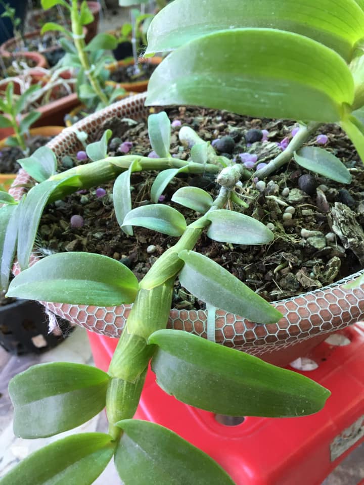 Lan phi điệp Bảo duy