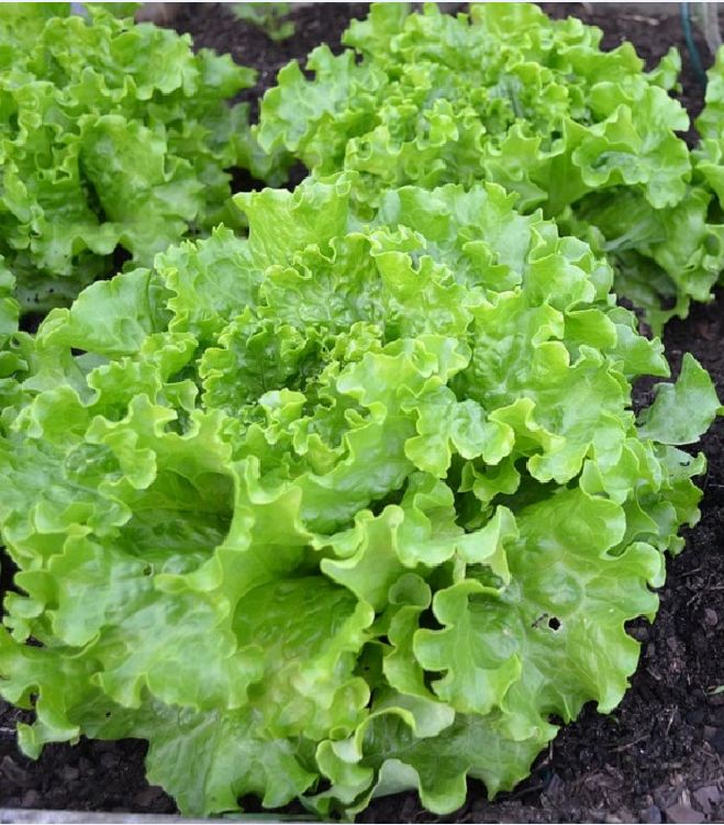 Hạt giống xà lách xoăn xanh ( 5gr/gói )