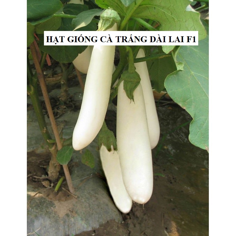 Hạt giống cà trắng lai trái dài - gói 2gram