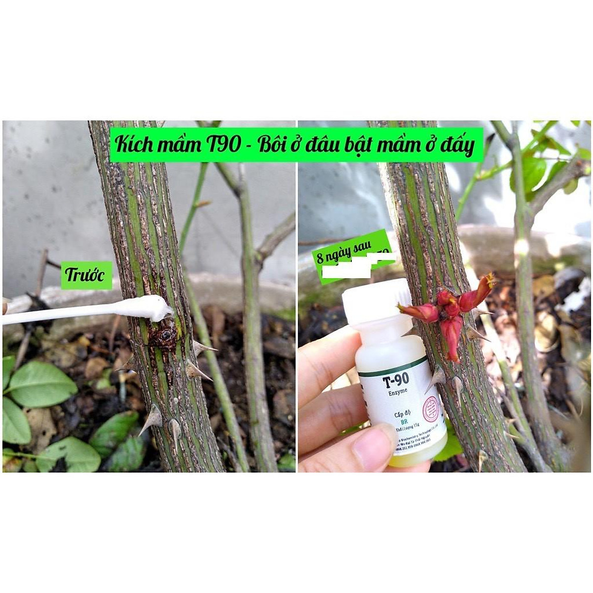 Enzyme T90 Siêu Kích Mầm. (chai=15g)