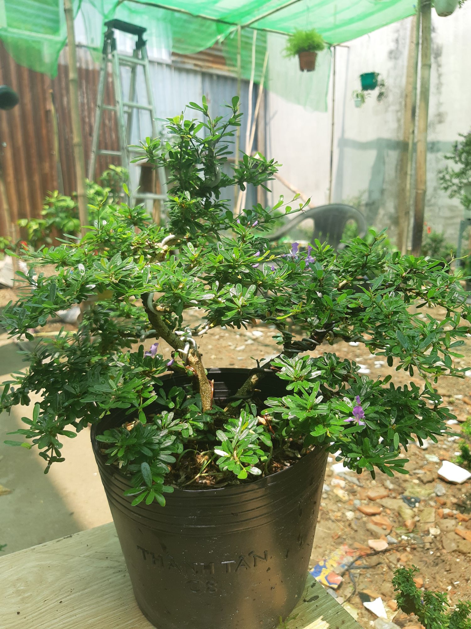 linh sam bonsai dáng đẹp