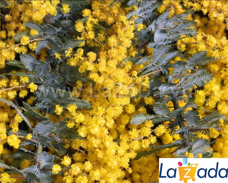 50h Hạt Giống Cây Mimosa Lá Me (| -KD: B21*X55*M224)