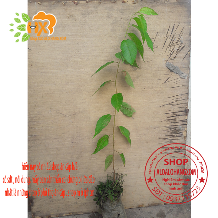 [HCM]combo 5 cây mai anh đào cây con [ cây giống ] .