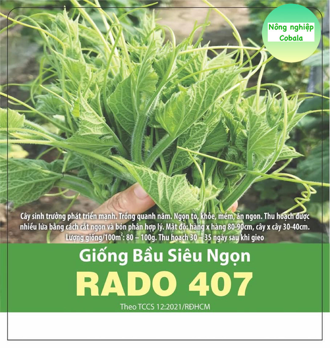 Hạt Giống Bầu Siêu Ngọn