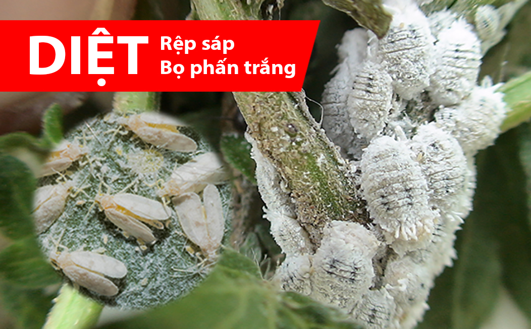 Chế phẩm ECASI 20EC 240ml trừ rệp sáp và rầy nâu