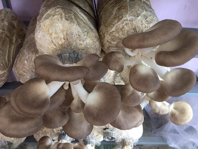 Phôi Nấm Bào ngư và Sò Thái (Combo 2 Bào ngư, 1 Sò)