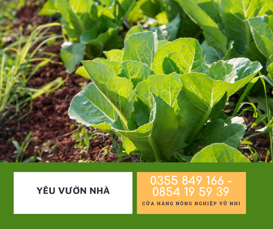 Hạt Giống Cải Bẹ Xanh Mỡ gói 20gr