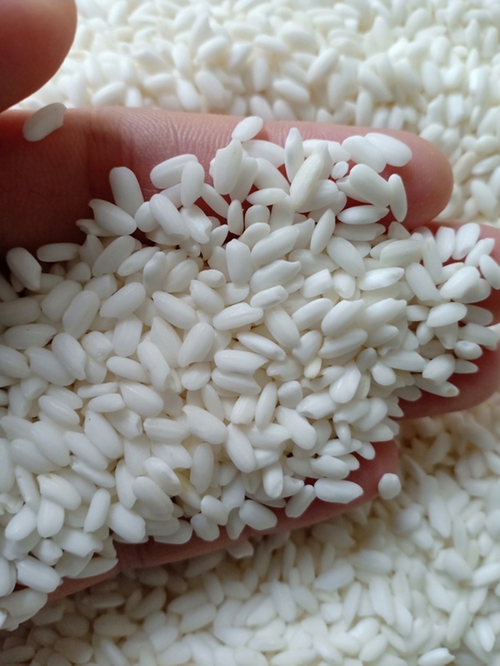 1kg NẾP CÁI HOA VÀNG LOẠI ĐẶC BIỆT