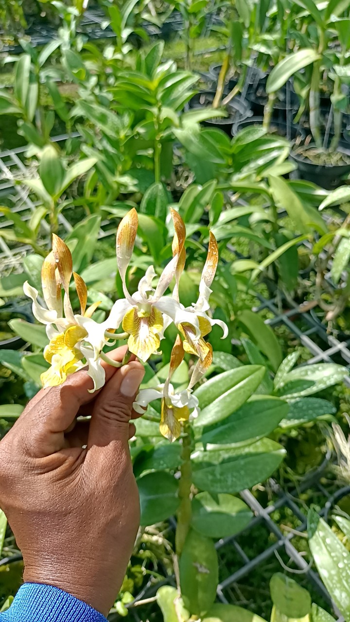 Hoa Lan DENRO Singapo Lai Tai Thỏ