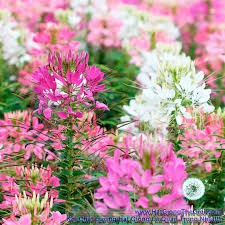 hạt giống hoa Hồng ri Mix