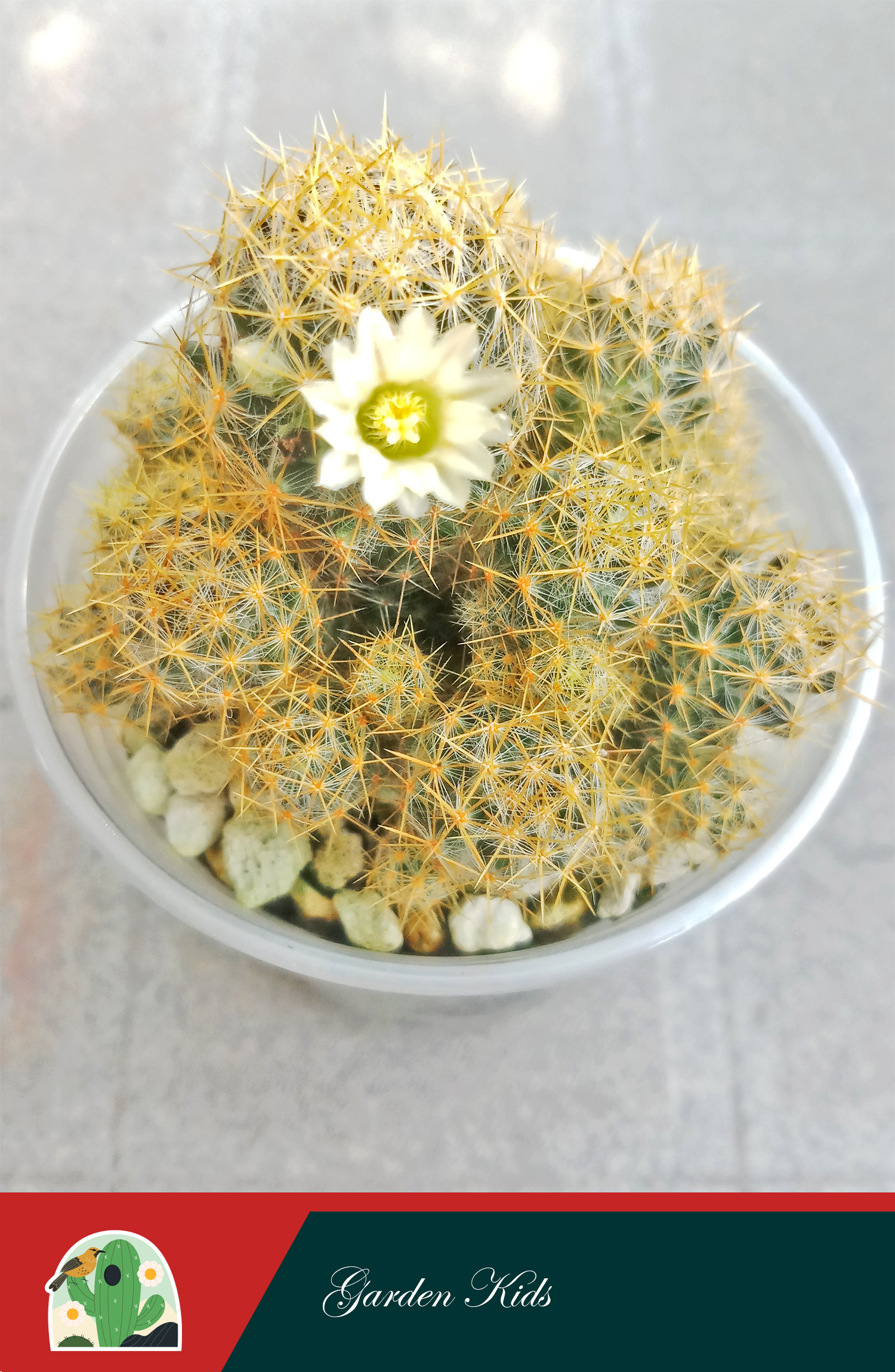 Xương rồng nhện vàng (Mammillaria Prolifera)