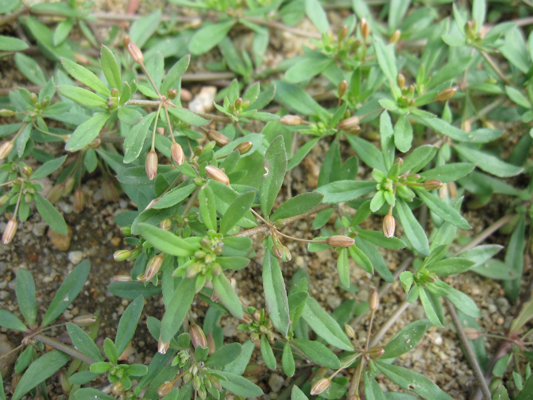 Hạt giống rau đắng đất - (Gói 0.1gram)