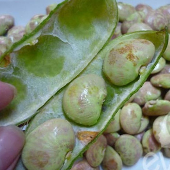Hạt giống đậu hồng ngự-gói 5 hạt