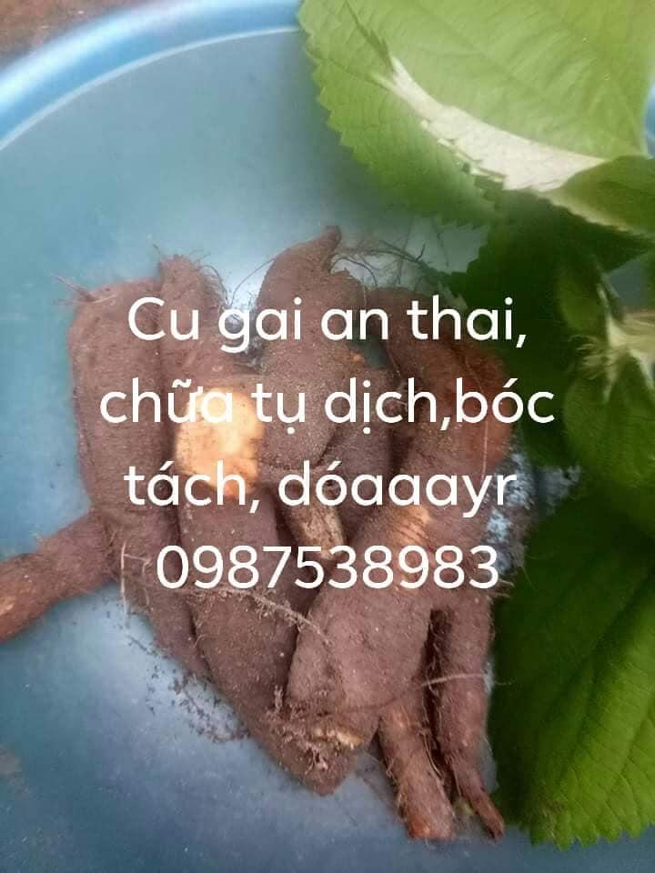 củ gai tươi an thai 1kg