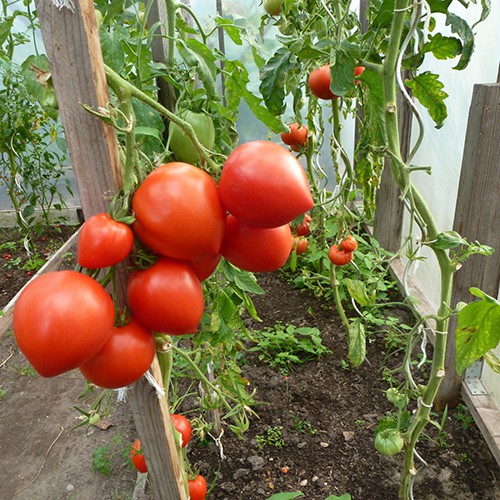 Hạt giống Cà Chua Trái Tim F1