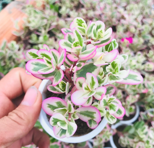 CỎ SAM HỒNG SIZE BÉ ĐÀ LẠT KHOẺ ĐẸP LỖI 1 ĐỔI 1