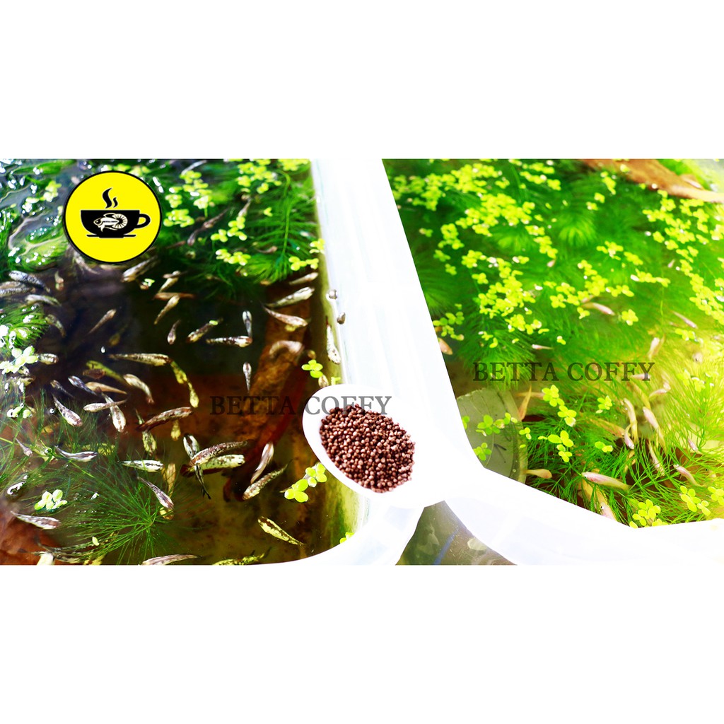 Tảo viên Nhật Cho cá - 50g