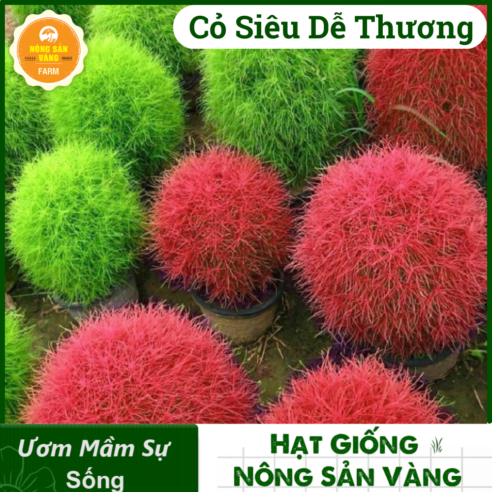 Tree seed grass Đổi color kochia Japan