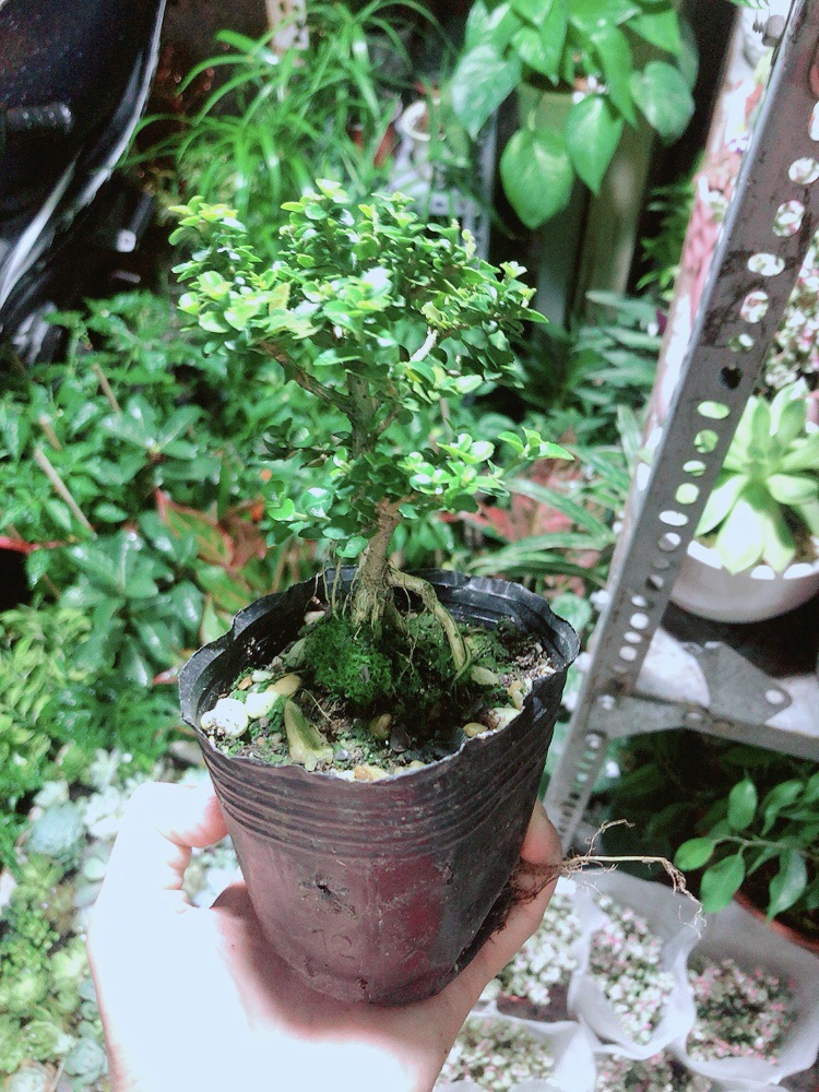 [HCM]Cây Sam Hương (cao 12cm ngang 7cm)