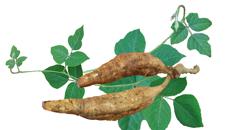 BẦU SẮN DÂY GIỐNG