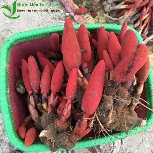 [HCM]500g Nấm ngọc cẩu khô nguyên búp LOẠI 1