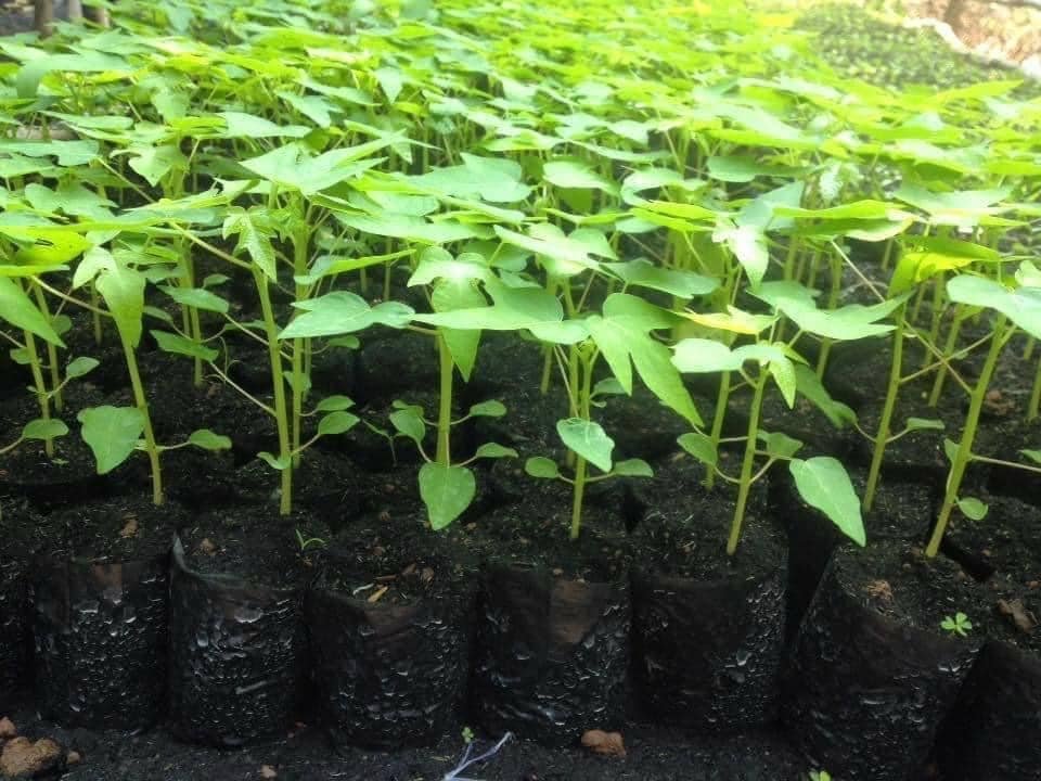 giống cây đu đu đực ( cây cấy mô - cam kết chuẩn giống)