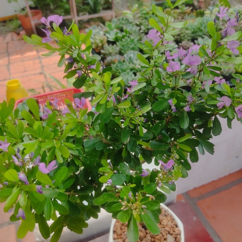Cây hoa Linh sam siêu hoa lá lớn,cây phong thủy