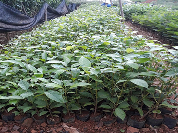CÂY GIỐNG KÈN HỒNG