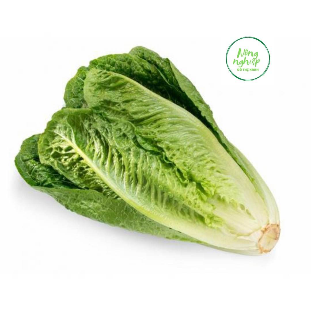 Hạt Giống Xà Lách Romaine