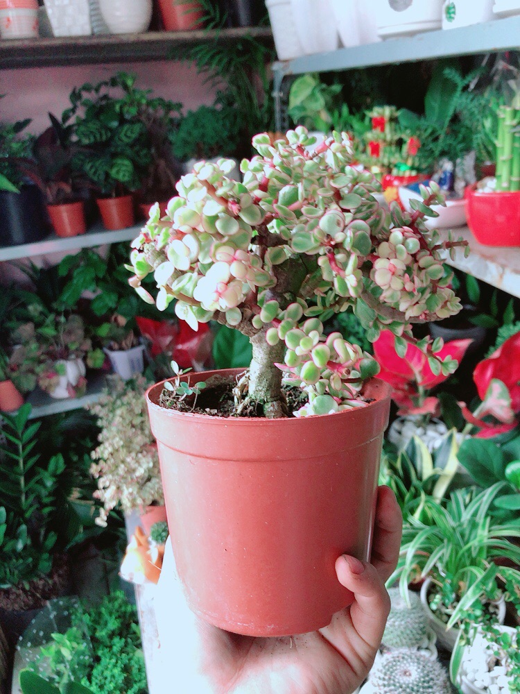 Cây Cành Vàng Lá Ngọc Cổ Thụ
