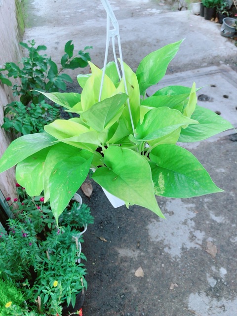 Trầu Bà Thái Vàng