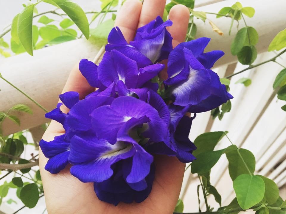 [HCM]200gr trà hoa đậu biếc