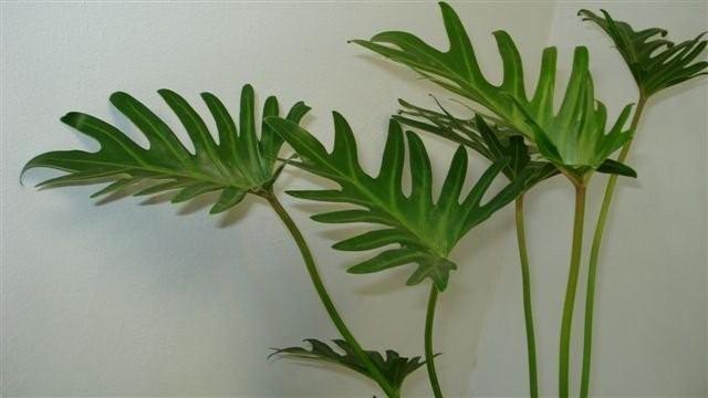 Trầu Bà Chân Vịt - Chậu Cây Cảnh