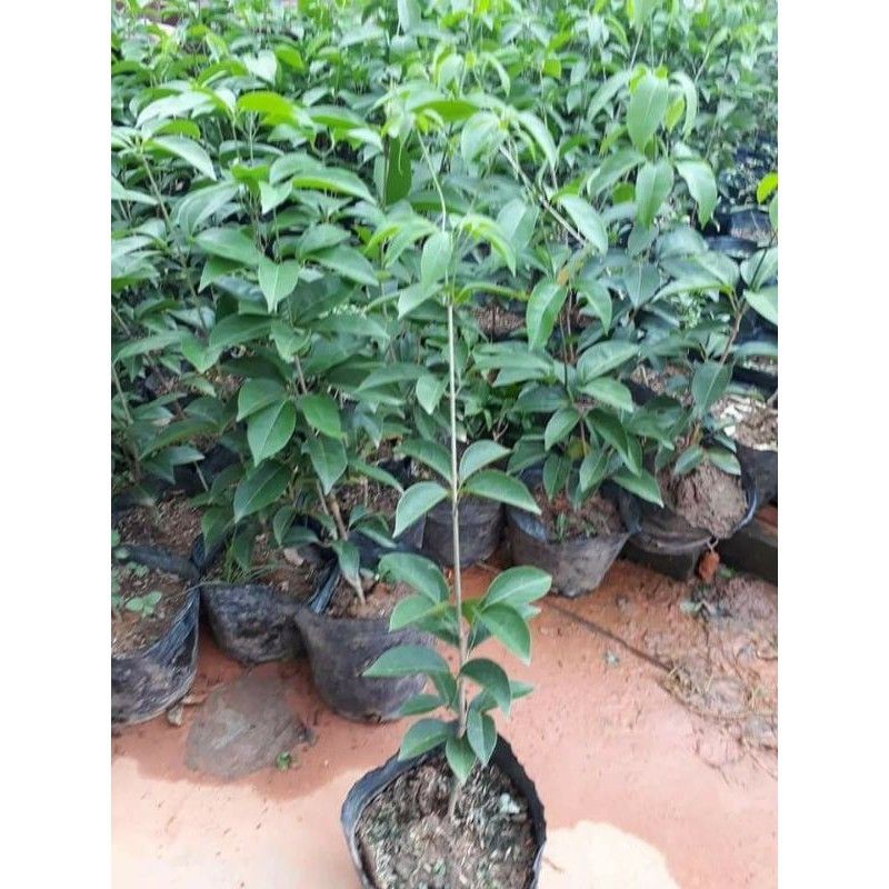 Cây Lan Tỏi Giống Siêu Hoa 683sp