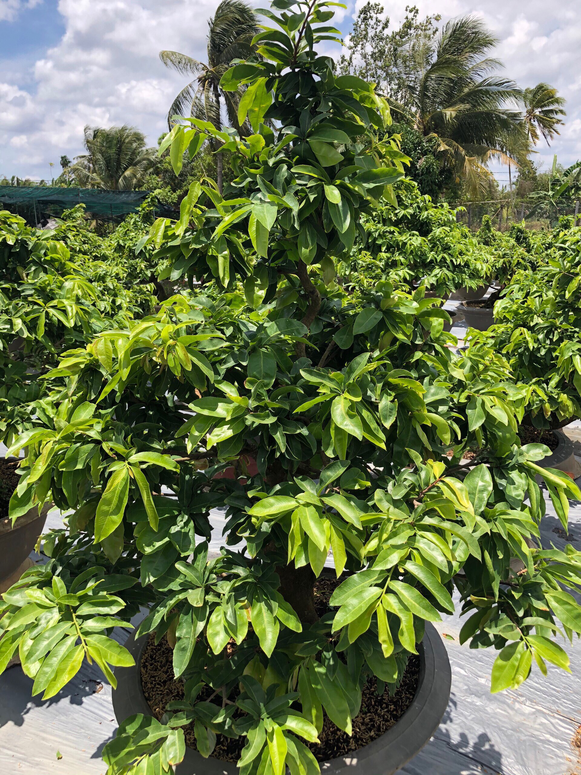 SIÊU PHỤC HỒI MAI VÀNG