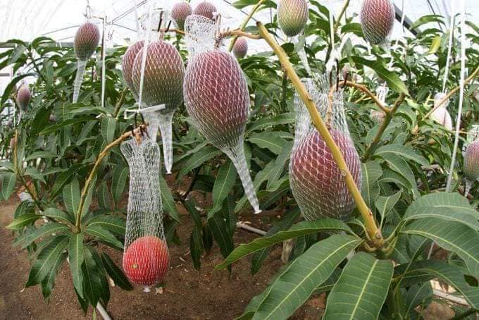 cây giống xoài đỏ mặt trời nhật bản