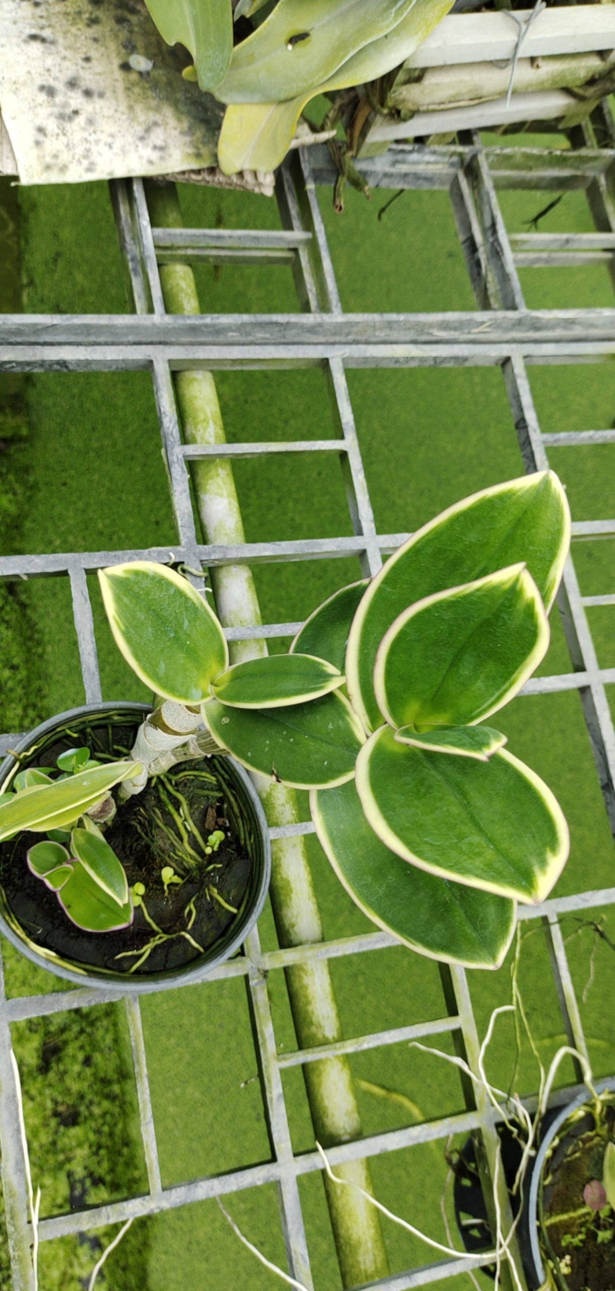 Den chớp Thongchai Gold ( chớp lá_chớp hoa )