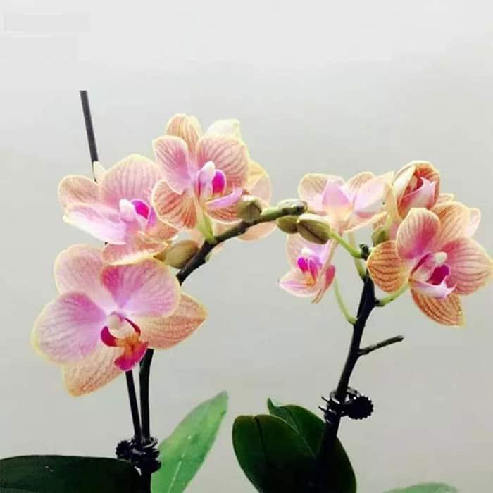 Túi lưới lót chậu hoa lan (100g)