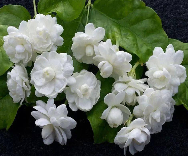 Chậu hoa lài tiểu thư (hoa kép)