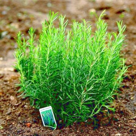 Hạt giống hương thảo 15 hạt