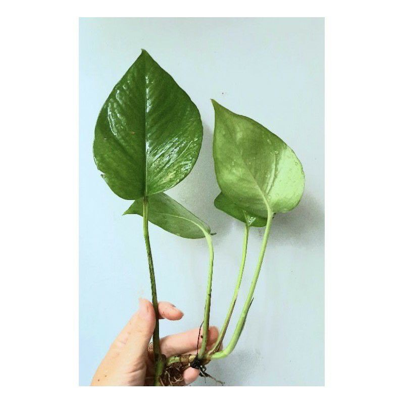 ☘️☘️☘️ Trầu bà con (Có thể trồng thủy sinh) đã có rễ to khỏe