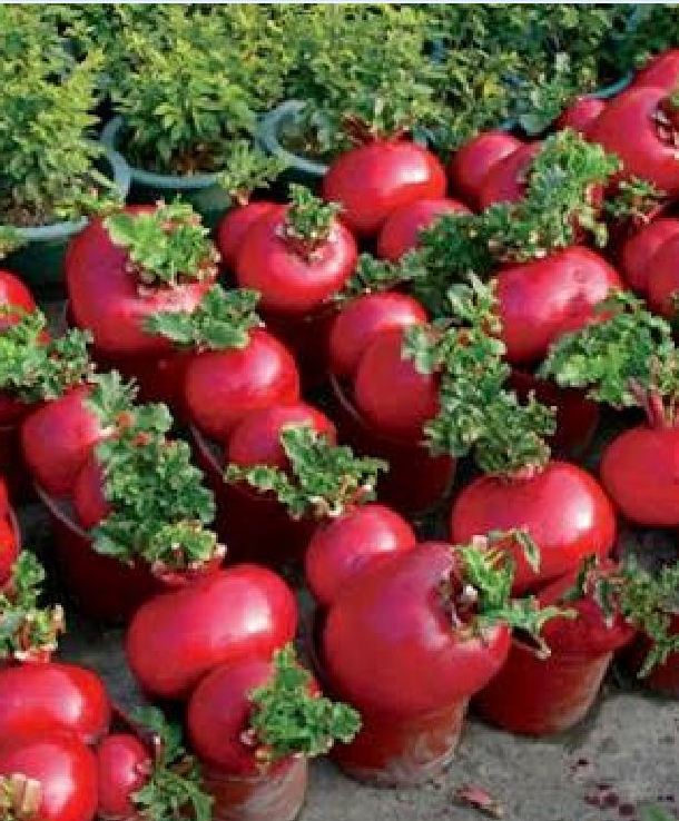 Hạt giống củ cải đỏ khổng lồ ( củ cải thần tài ) 10 hạt/gói