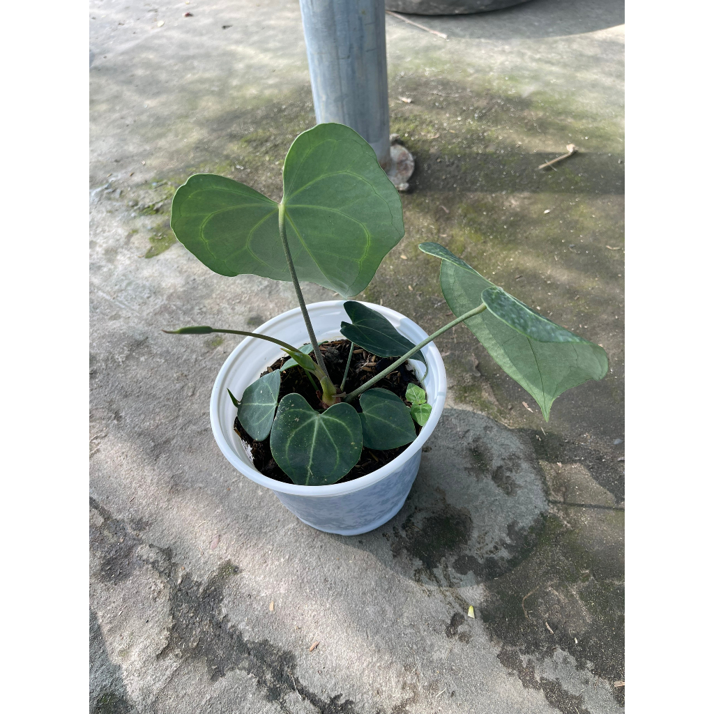 Chậu cây Hồng môn Anthurium Crystallinum