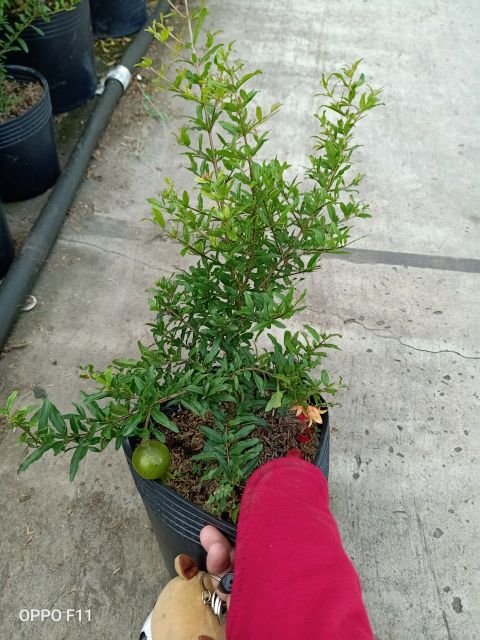 Lựu ấn Độ ... đang trái (tem chuẩn giống)