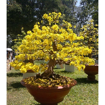 Phân bón Siêu Ra Hoa Thần Kỳ 7