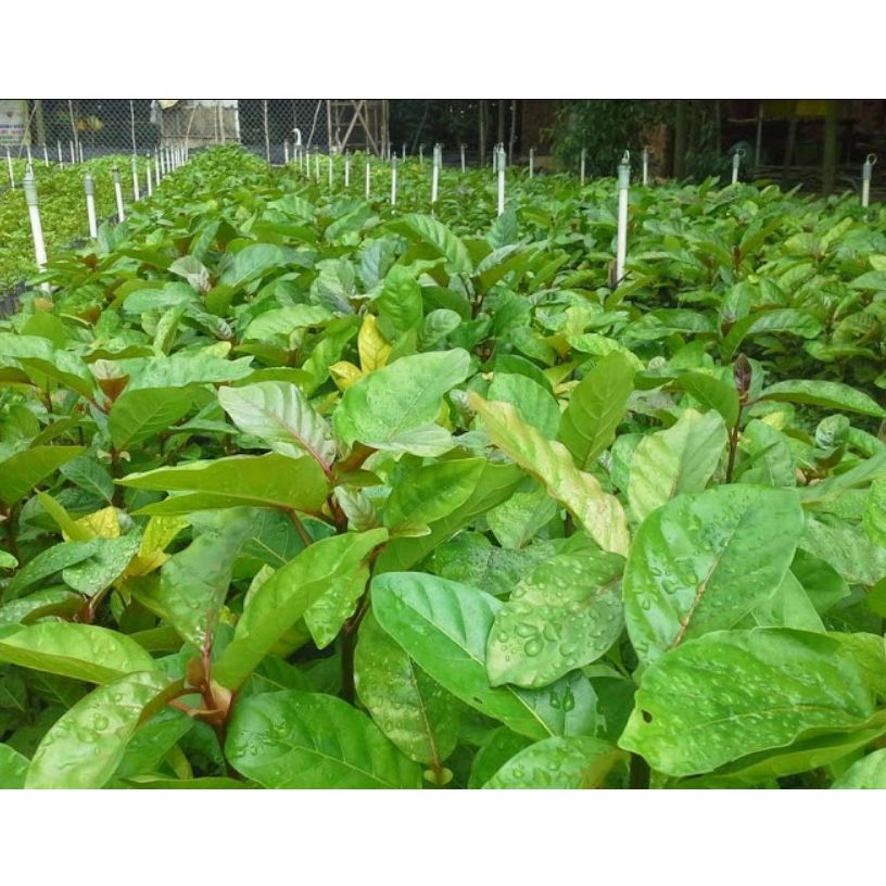 Cây gáo vàng _cây giống cao nguyên xanh