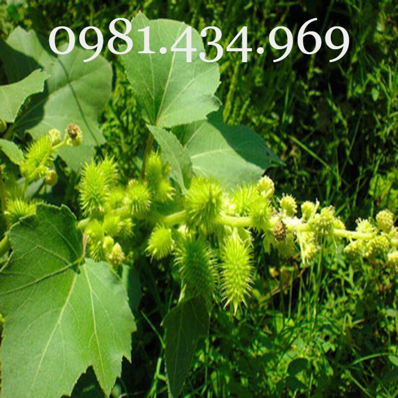 Cây Ké Đầu Ngựa Khô 01KG (Thân Lá, Quả) Tốt