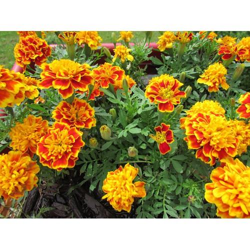 Hạt Giống Hoa Cúc Vạn Thọ Pháp Mix