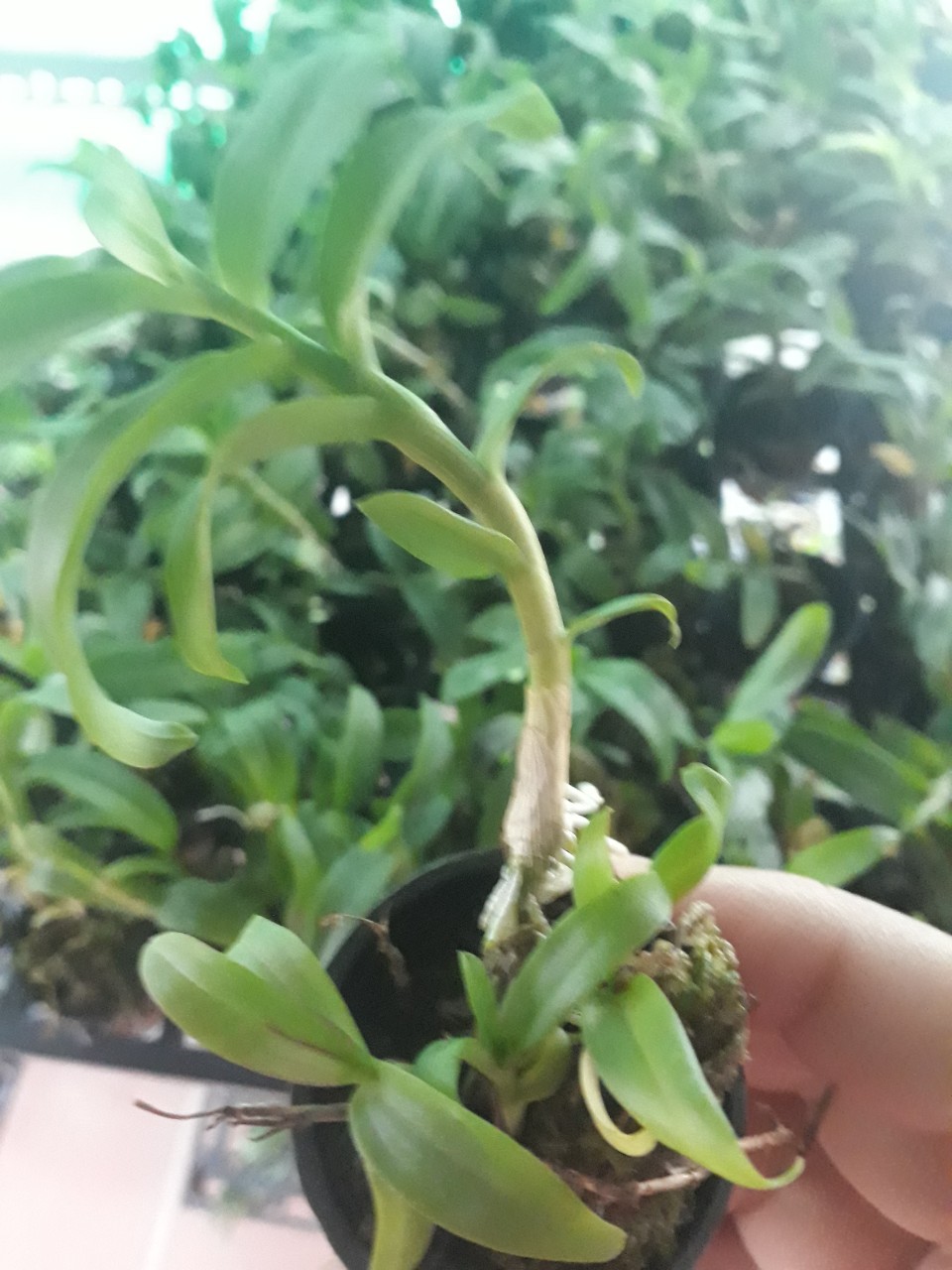 Phi điệp mắt đỏ hàng giống