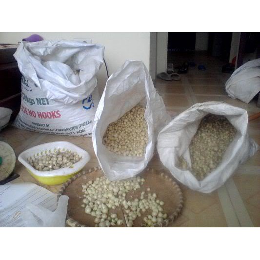 1kg HÀNH TĂM/ CỦ NÉN ( chính sách bảo hành rõ ràng)